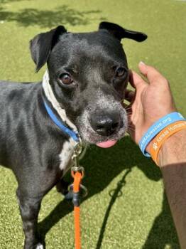 Pantera -  Mixed Breed Dog for Adoption in Wichita, Kansas - Pantera | PetCurious