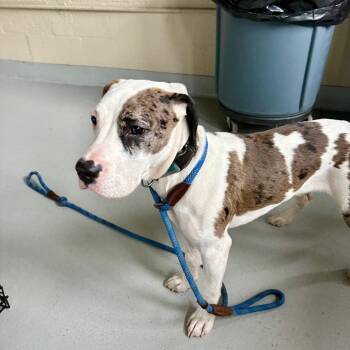 JJ- Stray Hold 10/7 -  Mixed Breed Dog for Adoption in Huntington, West Virginia - JJ- Stray Hold 10/7 | PetCurious