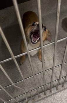 STORY -  Chihuahua and Mixed Breed Dog for Adoption in Tallahassee, Florida - STORY | PetCurious