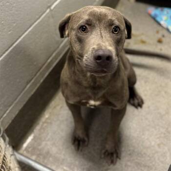 TYME -  Pit Bull Terrier and Mixed Breed Dog for Adoption - TYME | PetCurious