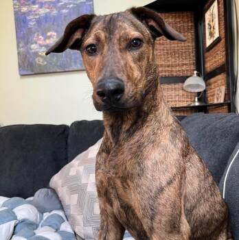 Plott Hound Dogs Available for Adoption in Eugene, Oregon - Donut | PetCurious