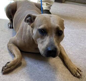 Rescue Pit Bull Terrier Dogs for Adoption in Roswell, Georgia - Nadia | PetCurious