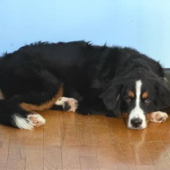 Waverly -  Bernese Mountain Dog Dog for Adoption in Sinking Spring, Pennsylvania - Waverly | PetCurious