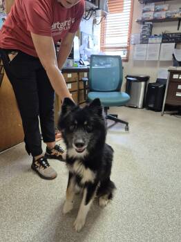 Moana -  Siberian Husky and Shiba Inu Dog for Adoption in Fort Madison, Iowa - Moana | PetCurious