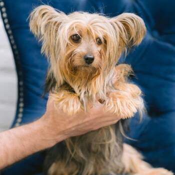 Yorkshire Terrier Dogs Available for Adoption in Zionsville, Indiana - Darla | PetCurious