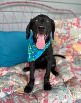 Nurgle -  German Shorthaired Pointer Dog for Adoption in Gulfport, Mississippi - Nurgle | PetCurious