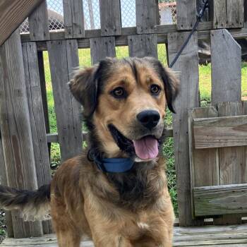Rusty -  Golden Retriever and Mixed Breed Dog for Adoption in Pulaski, Tennessee - Rusty | PetCurious
