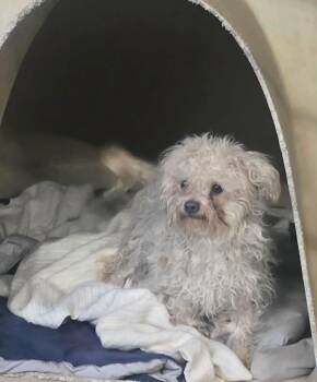 Dolly -  Poodle and Mixed Breed Dog for Adoption in Severance, Colorado - Dolly | PetCurious