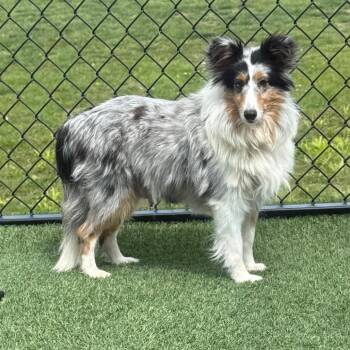 Shetland Sheepdog Sheltie Dogs Available for Adoption in Zionsville, Indiana - Elsie | PetCurious