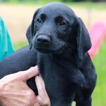 Labrador Retriever and Mixed Breed Dogs Available for Adoption in Stormville, New York - CT Radicchio | PetCurious