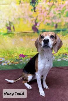 Beagle Dogs Available for Adoption in Urbana, Ohio - Mary Todd | PetCurious