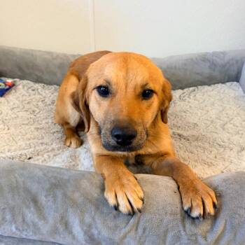 Bommer -  Shepherd and Labrador Retriever Dog for Adoption in East St. Louis, Illinois - Bommer | PetCurious