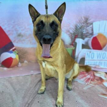 JETT -  German Shepherd Dog Dog for Adoption in Long Beach, California - JETT | PetCurious