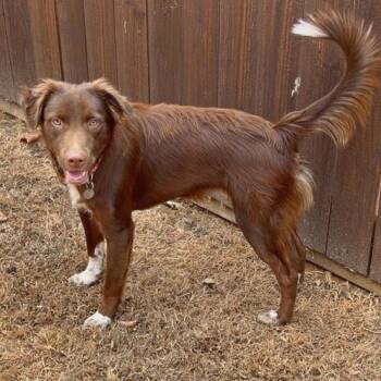 Flynn -  Australian Shepherd Dog for Adoption in Lewisville, Texas - Flynn | PetCurious