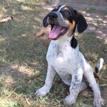 Madagascar -  Labrador Retriever and Anatolian Shepherd Dog for Adoption in Ennis, Texas - Madagascar | PetCurious