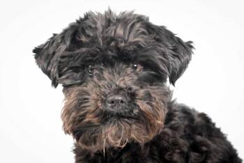SCOTTY -  Schnauzer Dog for Adoption in Loveland, Colorado - SCOTTY | PetCurious