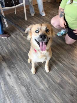 Mac -  Mixed Breed Dog for Adoption in Liverpool, New York - Mac | PetCurious