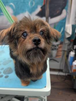 Layla -  Yorkshire Terrier and Silky Terrier Dog for Adoption in Richmond, Virginia - Layla | PetCurious