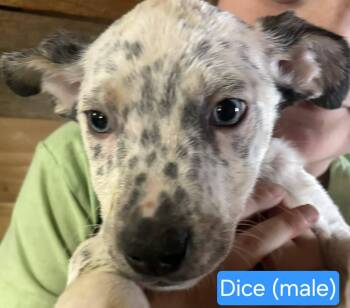 Dice -  Border Collie Dog for Adoption in Center Square, Pennsylvania - Dice | PetCurious