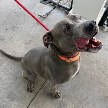 Shadow -  Terrier Dog for Adoption in Tampa, Florida - Shadow | PetCurious