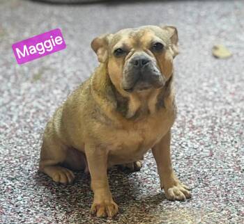 Maggie -  French Bulldog Dog for Adoption in Wheelersburg, Ohio - Maggie | PetCurious