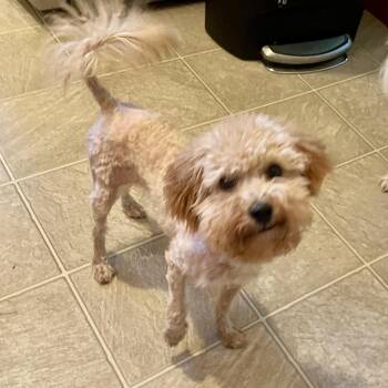Maple -  Miniature Poodle Dog for Adoption in High View, West Virginia - Maple | PetCurious