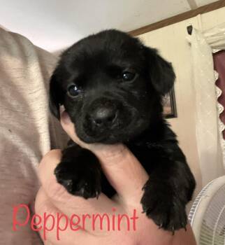 Rescue Labrador Retriever Dogs for Adoption in Cairo, Georgia - Peppermint & Coal | PetCurious