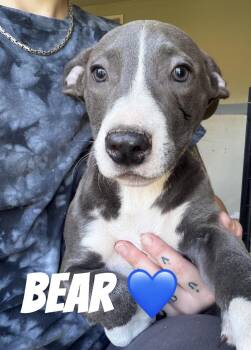 Bear -  Pit Bull Terrier Dog for Adoption in Felton, Pennsylvania - Bear | PetCurious