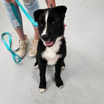 Dottie -  Black Labrador Retriever Dog for Adoption in Penns Grove, New Jersey - Dottie | PetCurious
