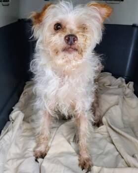 26-360 -  Terrier Dog for Adoption in Lindenhurst, New York - 26-360 | PetCurious