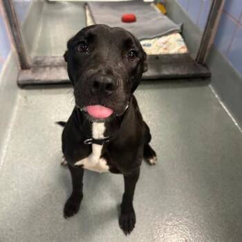 Squirrel -  Pit Bull Terrier and Mixed Breed Dog for Adoption in Richmond, Virginia - Squirrel | PetCurious