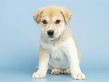 ROCKY -  Siberian Husky Dog for Adoption in Phoenix, Arizona - ROCKY | PetCurious
