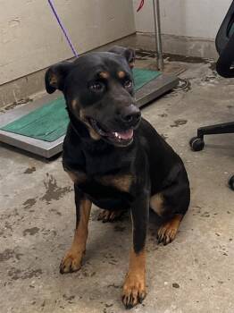 Rescue Rottweiler and German Shepherd Dog Dogs for Adoption in Camarillo, California - NOLA | PetCurious