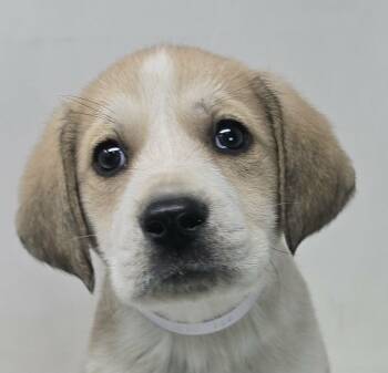 Golden Retriever and Australian Cattle Dog Blue Heeler Dogs Available for Adoption - Ocean | PetCurious