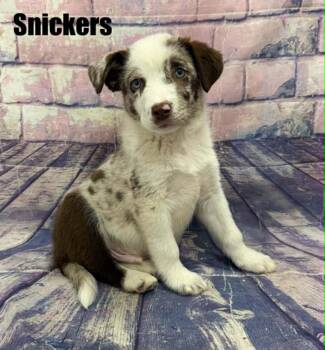 Snickers -  Australian Shepherd Dog for Adoption in Quincy, Michigan - Snickers | PetCurious