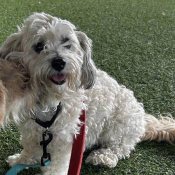 Precious -  Miniature Poodle and Mixed Breed Dog for Adoption in Jupiter, Florida - Precious | PetCurious