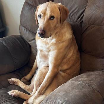 Maru D12593 -  Yellow Labrador Retriever Dog for Adoption - Maru D12593 | PetCurious