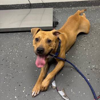 Bo -  Mixed Breed Dog for Adoption in Columbiana, Alabama - Bo | PetCurious