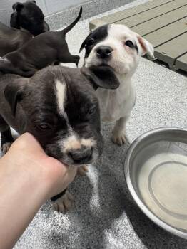 Rescue Pit Bull Terrier Dogs for Adoption in Rocky Mount, North Carolina - 2500109194 A-F RESCUE ONLY | PetCurious