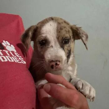 Catahoula Leopard Dog Dogs Available for Adoption in Hinesville, Georgia - Merlot | PetCurious