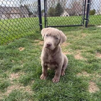 Labrador Retriever Dogs Available for Adoption in Indianapolis, Indiana - Nate | PetCurious