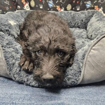 Black Labrador Retriever and Mixed Breed Dogs Available for Adoption in Bellingham, Washington - Tai | PetCurious