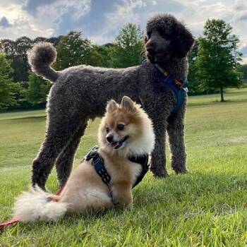 *Courtesy Listing - Cooper -  Pomeranian Dog for Adoption in Tuscaloosa, Alabama - *Courtesy Listing - Cooper | PetCurious