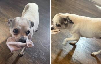 Woody -  Chihuahua Dog for Adoption in Cary, North Carolina - Woody | PetCurious