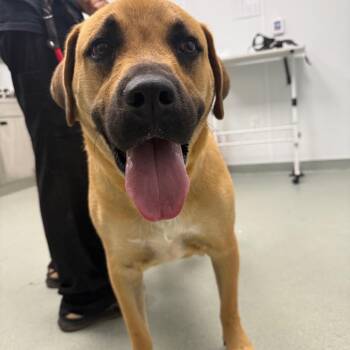 Ruger -  Mixed Breed Dog for Adoption in Abilene, Texas - Ruger | PetCurious