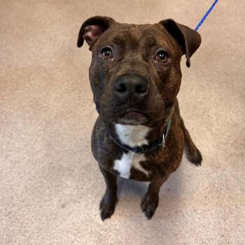 Milo- Available Soon! -  Pit Bull Terrier Dog for Adoption in Conway, New Hampshire - Milo- Available Soon! | PetCurious