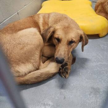 Elsa -  Australian Shepherd Dog for Adoption in Kingman, Arizona - Elsa | PetCurious