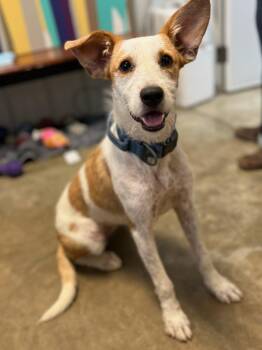 Maisie-Lou -  Jack Russell Terrier and Cattle Dog Dog for Adoption in Evansville, Indiana - Maisie-Lou | PetCurious