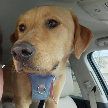 Labrador Retriever Dogs Available for Adoption - Bentley | PetCurious