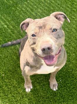 Foster -  Pit Bull Terrier and Mixed Breed Dog for Adoption in Frankfort, Kentucky - Foster | PetCurious